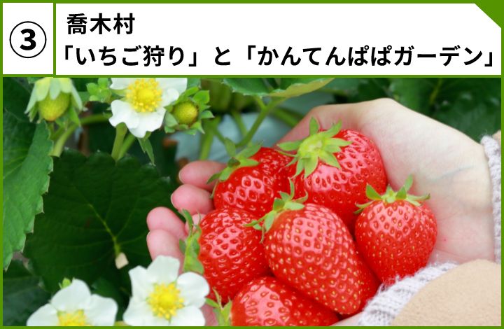 喬木村「いちご狩り」と「かんてんぱぱガーデン」