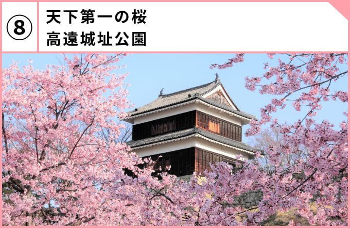 天下第一の桜高遠城址公園