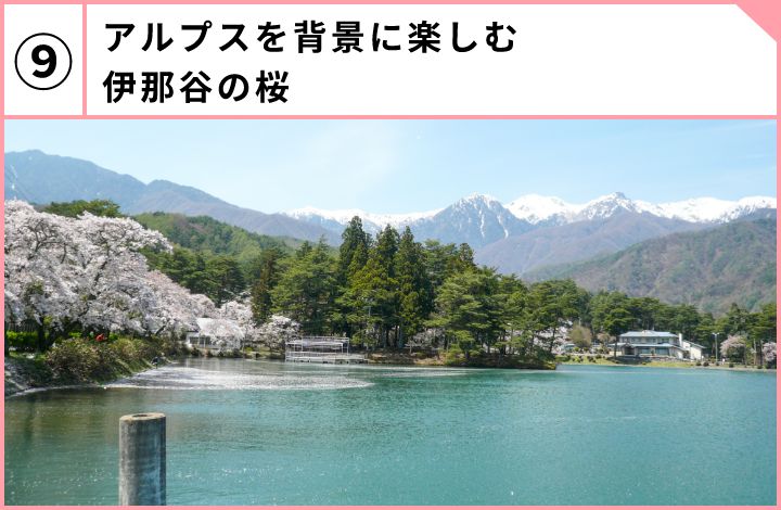 アルプスを背景に楽しむ伊那谷の桜