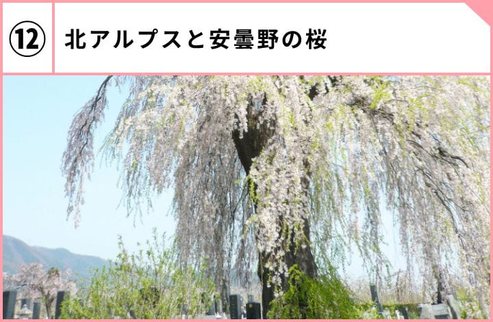 北アルプスと安曇野の桜