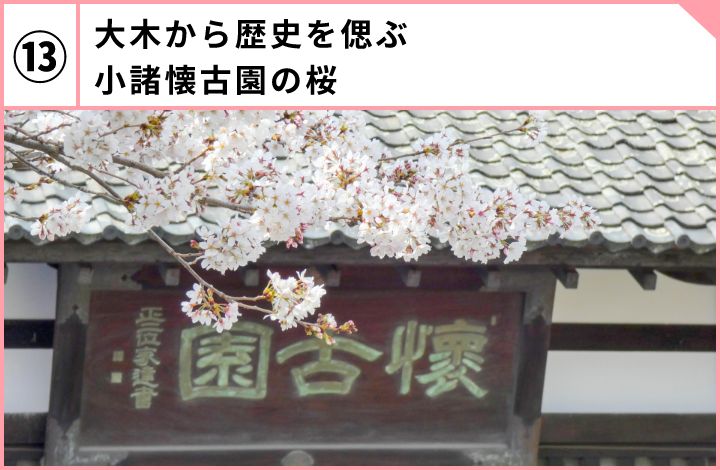 大木から歴史を偲ぶ小諸懐古園の桜