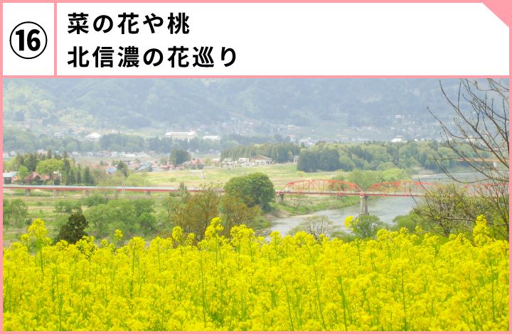 菜の花や桃北信濃の花巡り
