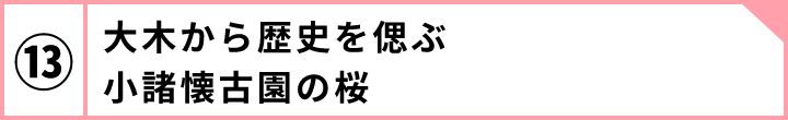 ⑬大木から歴史を偲ぶ小諸懐古園の桜