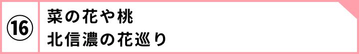 ⑯菜の花や桃北信濃の花巡り